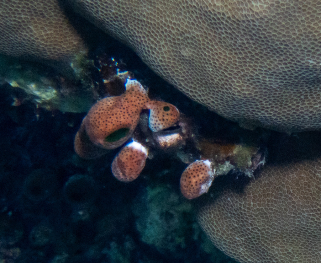 Green Barrel Sea Squirt