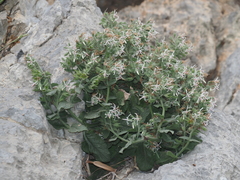 Symphytum creticum