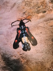 Bembecia stiziformis