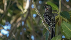 Anthochaera carunculata