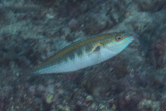 Stethojulis notialis
