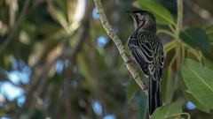 Anthochaera carunculata