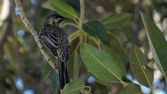 Anthochaera carunculata