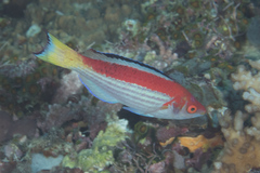 Cirrhilabrus marjorie