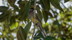 Anthochaera carunculata