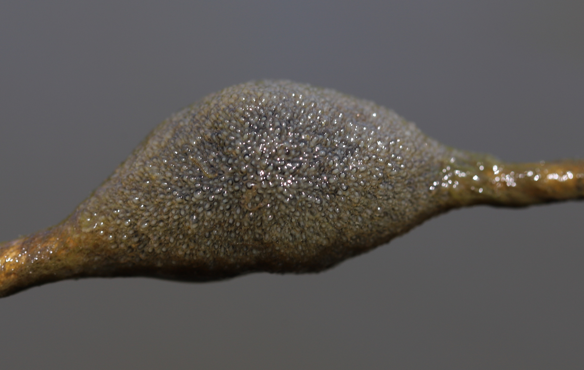 Plumatella fungosa (Pallas, 1768)