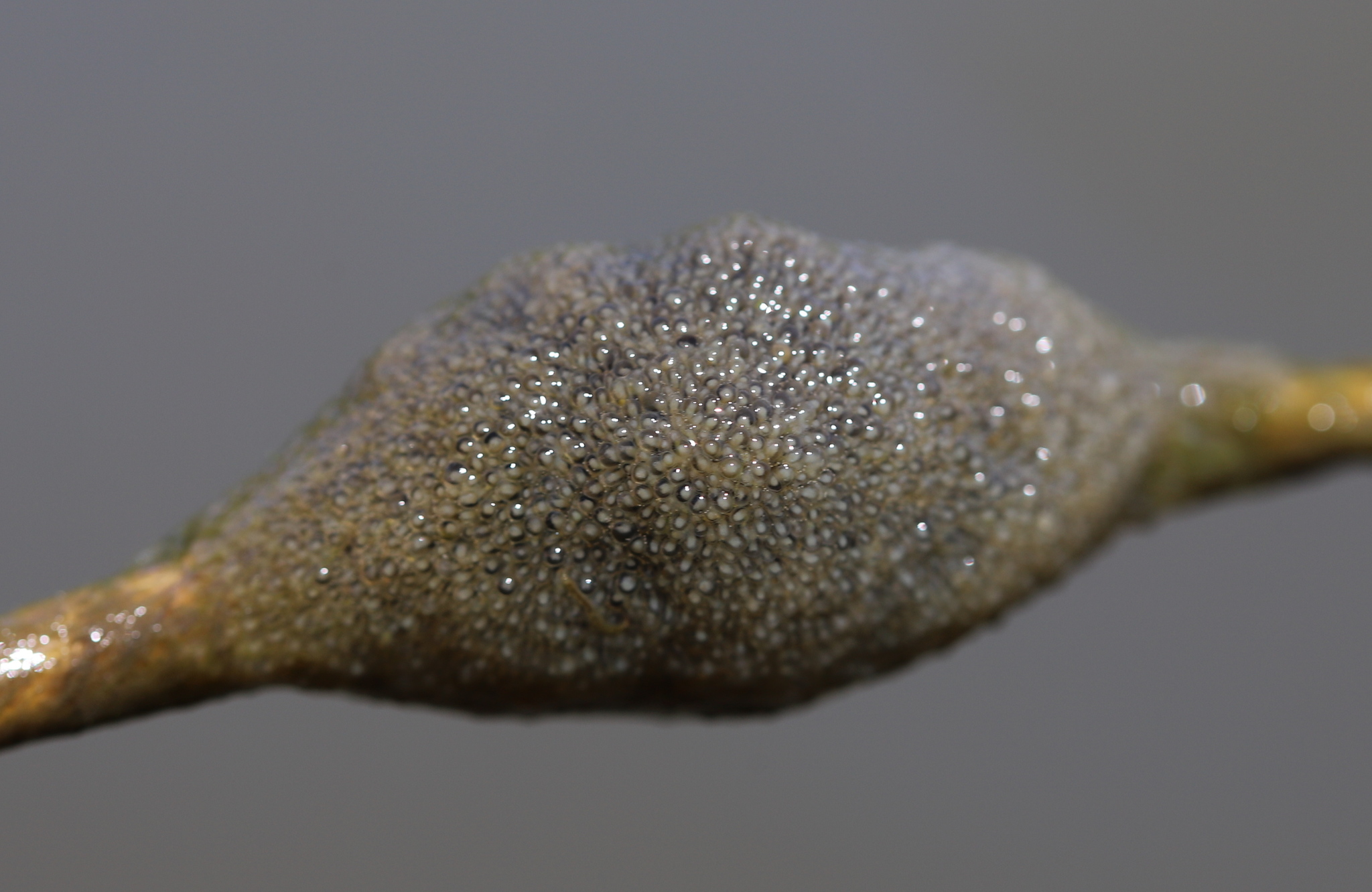 Plumatella fungosa (Pallas, 1768)