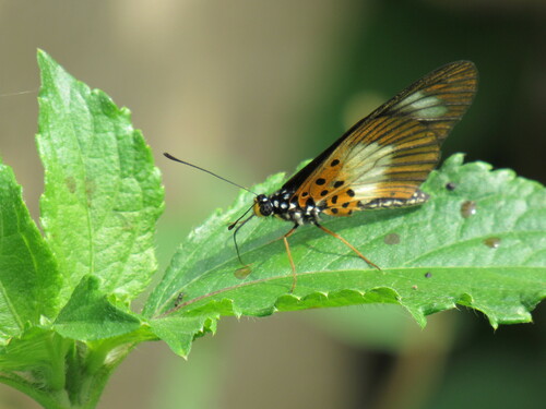 Acraea ntebiae