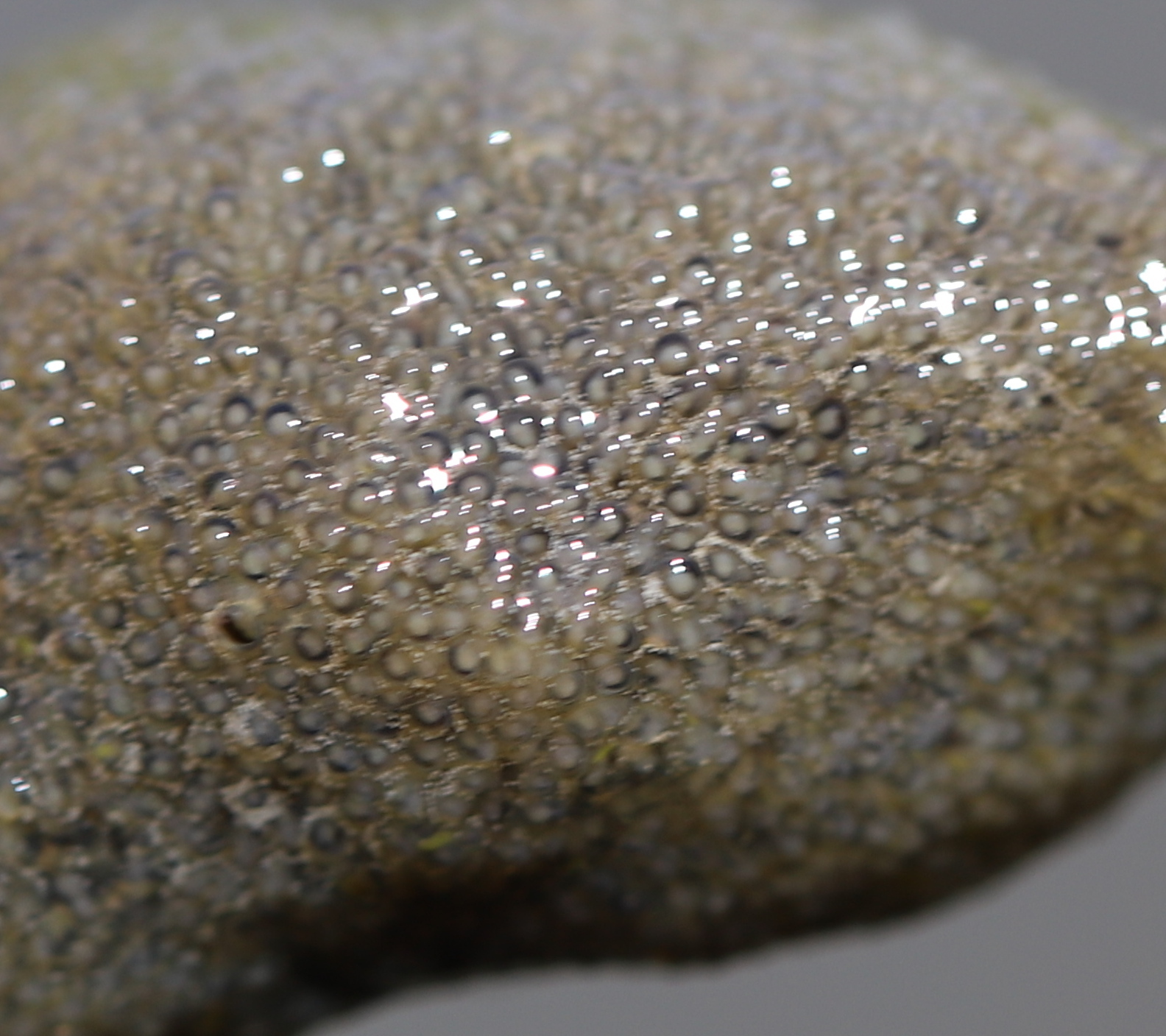 Plumatella fungosa (Pallas, 1768)