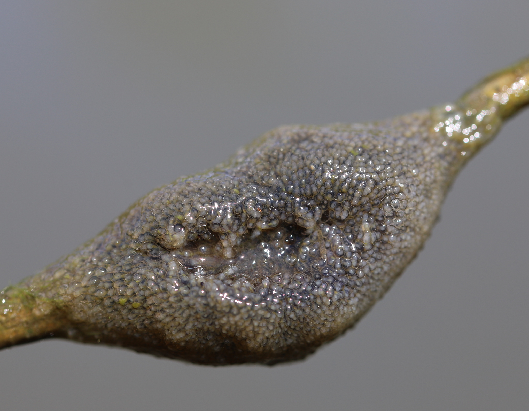 Plumatella fungosa (Pallas, 1768)