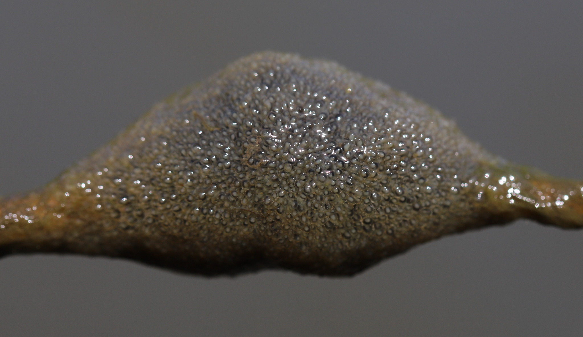 Plumatella fungosa (Pallas, 1768)