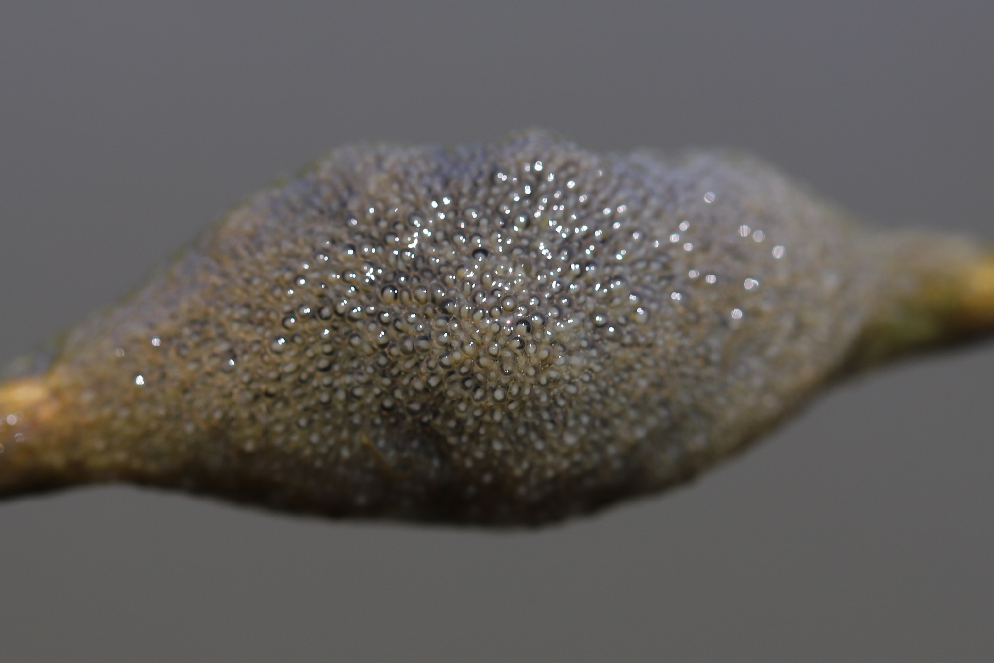 Plumatella fungosa (Pallas, 1768)
