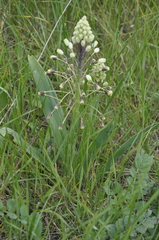 Bellevalia speciosa