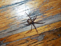 Steatoda triangulosa