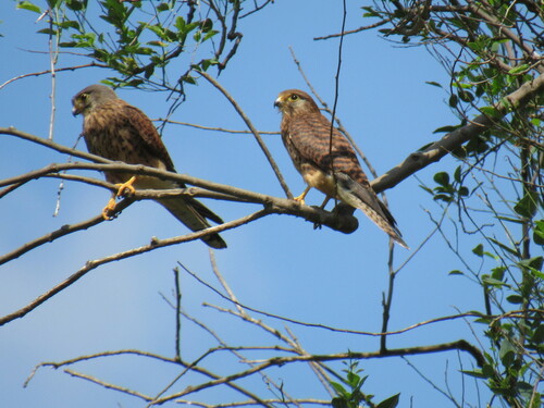 Eurasian Kestrel