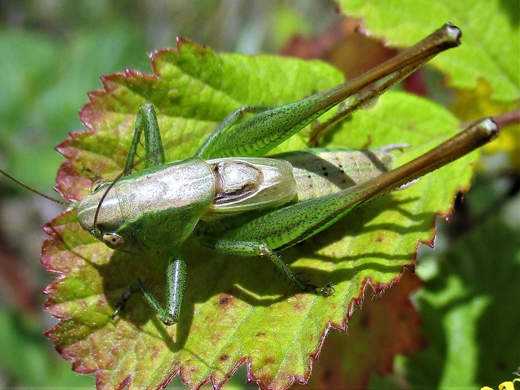 Bicolour Meadow Bush-cricket (Heuschrecken (Orthoptera: Saltatoria) in ...