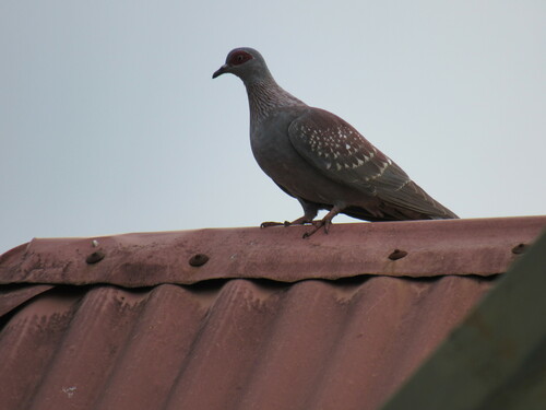 Speckled Pigeon