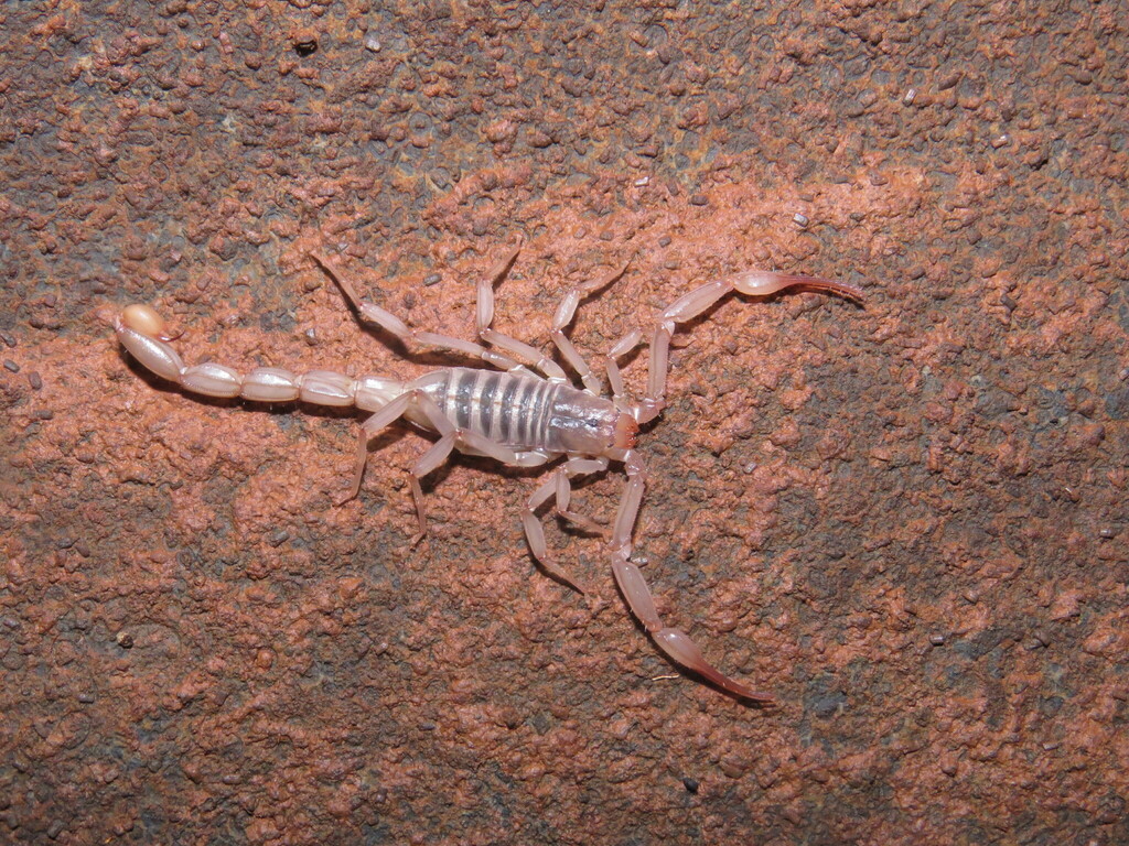 Troglorhopalurus