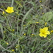 Linum tauricum - Photo (c) cambala, some rights reserved (CC BY-NC)