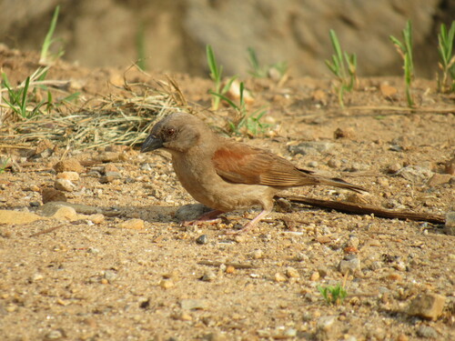 Northern Grey-headed Sparrow