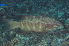 Plectropomus leopardus