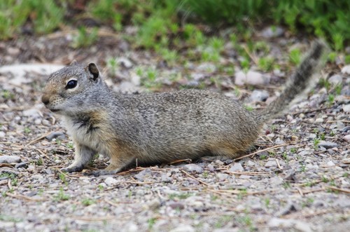 Uinta Ground Squirrel