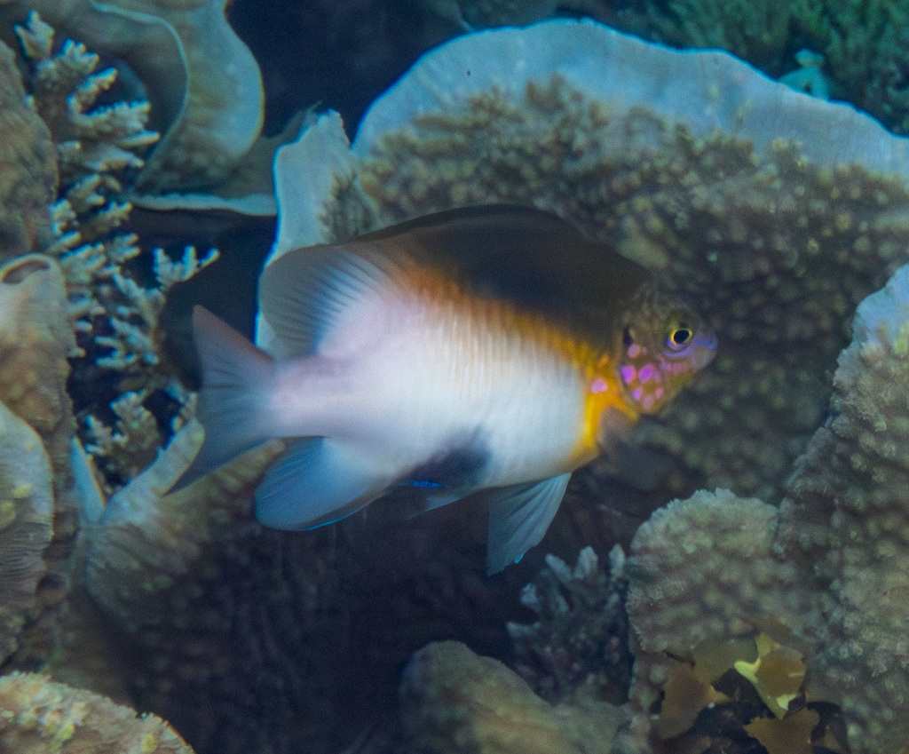 Black-vent damsel