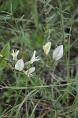 Astragalus subuliformis
