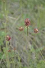 Sanguisorba minor balearica