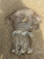 Rhizostomatoidea