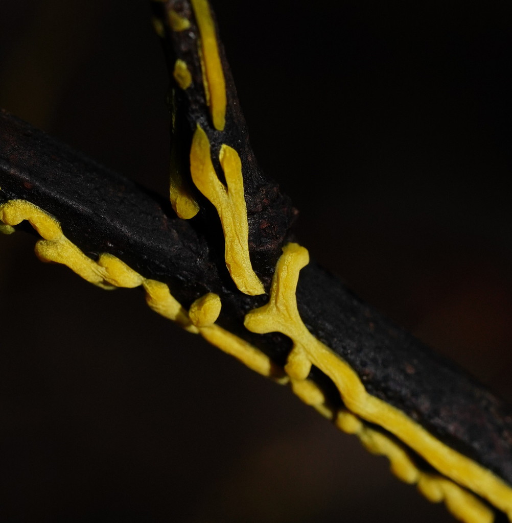 Physarum luteolum