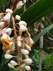 Biluna