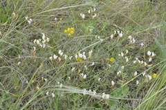 Astragalus subuliformis