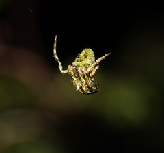 Novaranea courti