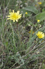 Takhtajaniantha crispa