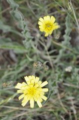 Takhtajaniantha crispa
