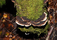 Datronia brunneoleuca