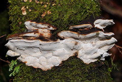 Datronia brunneoleuca