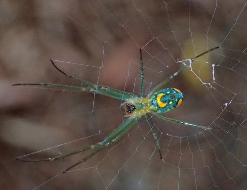 Mabel Orchard Orbweaver photo 6