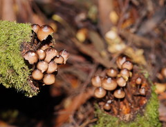 Mycena mulawaestris