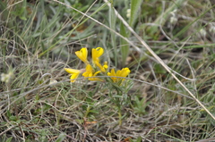 Genista millii