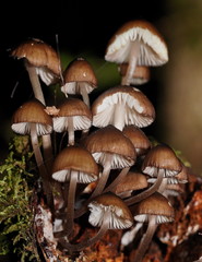Mycena mulawaestris