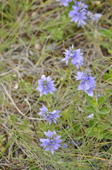 Veronica capsellicarpa
