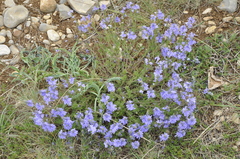 Veronica capsellicarpa