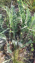 Astragalus rupifragus