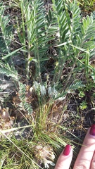 Astragalus rupifragus