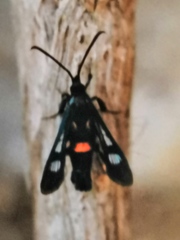 Synanthedon soffneri