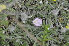 Convolvulus calvertii calvertii