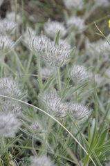 Convolvulus calvertii calvertii