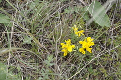 Genista millii